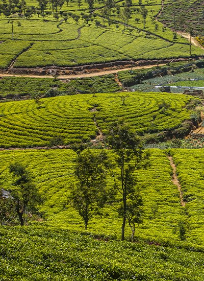 Ooty & Coonoor