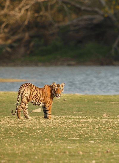 Kaziranga Wildlife Tour